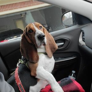 Meet your Posher, Jake